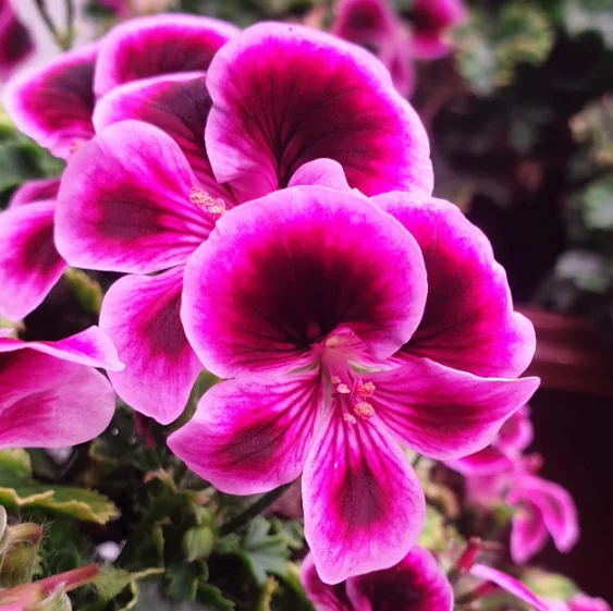 Пищевой цветок Ангел, 1 шт.